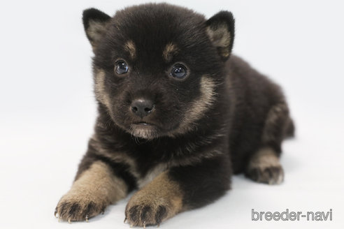 成約済の神奈川県の柴犬-350578の2枚目